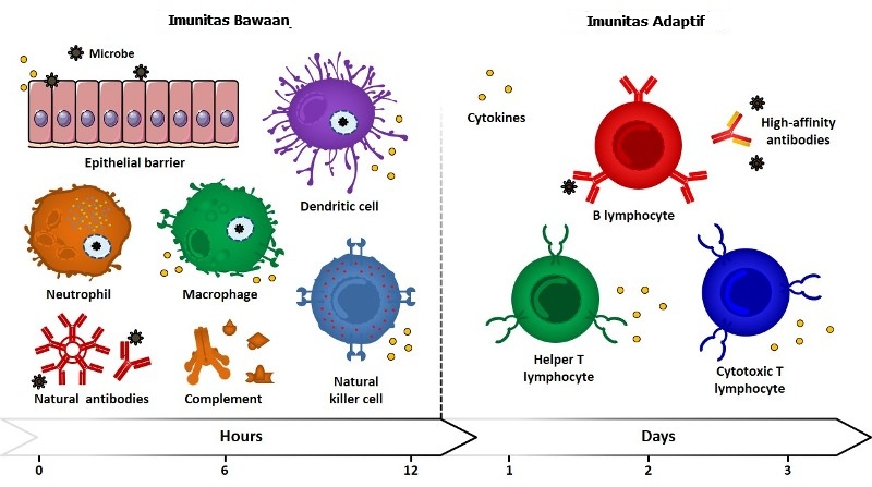 Imunitas: Pengertian, Jenis, dan Contohnya
