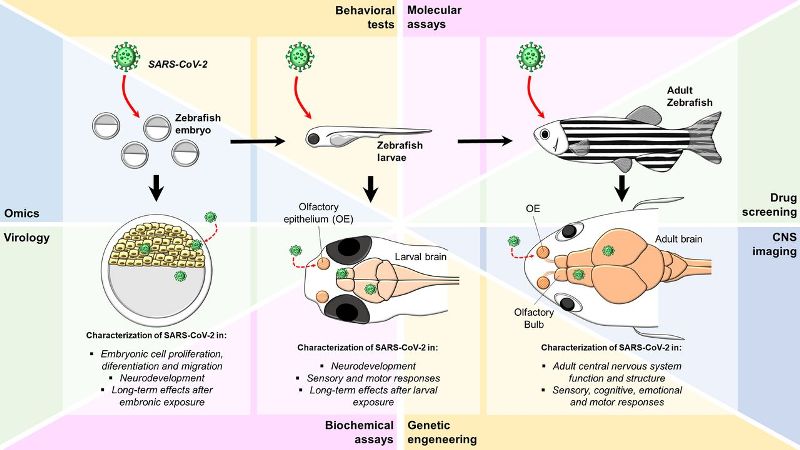 7 Organisme Multiseluler Yang Digunakan Sebagai Contoh Uji Penelitian Bioteknologi