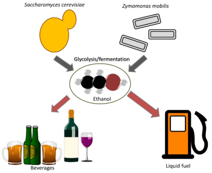 Saccharomyces cerevisiae dalam Penelitian Biologi dan Aplikasinya